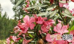 凤仙花种植方法和注意事项 凤仙花种植方法