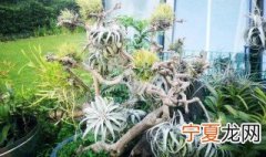 空气凤梨是什么植物 空气凤梨百科