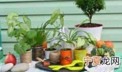 藤蔓植物开白花请问是什么植物 一种开白花的植物