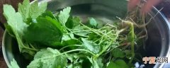 新鲜益母草怎么做来吃 新鲜的益母草怎么吃