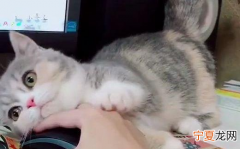 买猫的时候，怎么分辨猫咪粘不粘人
