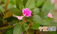 凤仙花适合哪种土壤 凤仙花喜欢什么土壤