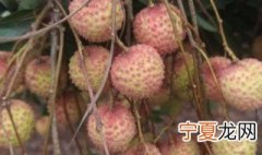 桂味荔枝为什么叫桂味 桂味荔枝叫桂味的原因