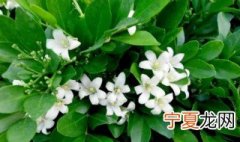 七里香浇什么水 七里香一般多长时间浇一次水