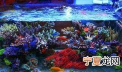 鱼缸下完黄粉怎么正确换水 怎么给有黄粉的鱼缸换水