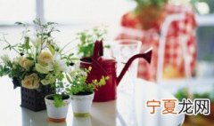 潮汕仙草是什么植物 仙草是什么植物