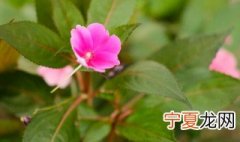 荷花,百合,月季,水仙的总称是什么? 荷花月季凤仙花哪个不是陆生植物