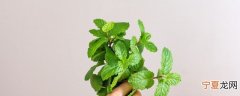 薄荷叶怎样晒干保存 薄荷叶怎样晒干保存介绍