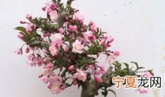 海棠花花期多久浇水 盆栽海棠花多长时间浇次水