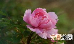 家庭盆栽牡丹花移盆方法 牡丹花怎么移盆