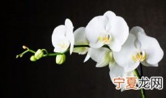 冬天兰花多久浇一次水 冬天兰花多久浇一次水比较好?