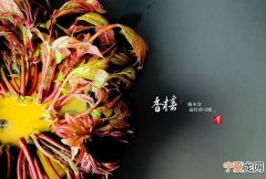 头茬香椿芽的危害香椿的区别,一年四季都能有的香椿基地