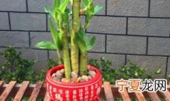 盆栽的富贵竹应多长时间浇水一次 小型富贵竹盆栽多久浇一次水