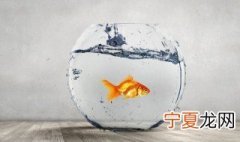 如何挑选鱼缸需要注意哪些方面 鱼缸里的鱼怎么选择