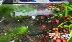 鱼缸小鱼繁殖方法 鱼缸小鱼怎么繁殖