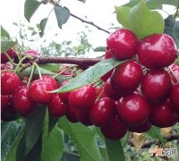 樱桃开花打什么药，大樱桃开花前打什么药