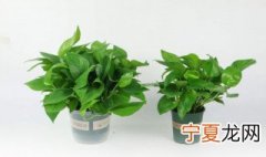绿萝怎么养殖 绿萝的养殖方法