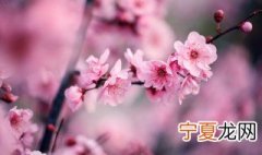 怎样才能延长腊梅花的开花时间 腊梅开花能持续多久