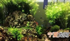 活性炭鱼缸用多长时间 活性炭鱼缸能用多久