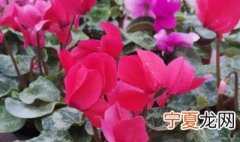 仙客来花苗什么时候栽 仙客来从播种到开花需要多长时间