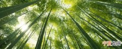 竹叶要煮多久才能吃了 竹叶要煮多长时间