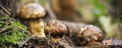如何保存赤松茸不发霉 而如何保存赤松茸