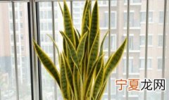 虎皮兰适合放在客厅吗 虎皮兰能不能放在客厅
