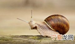 蜗牛养殖和管理方法 蜗牛养殖和管理方法论文
