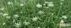 洗好的韭菜花如何保存不发霉 怎么保存韭菜花