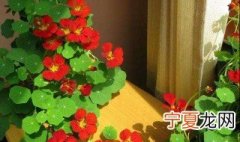 秋天适合种什么植物 适合秋天的植物介绍