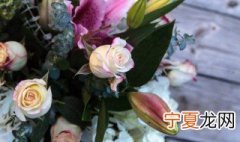 哪些花适合放在卧室 最适合放在卧室的几种绿植