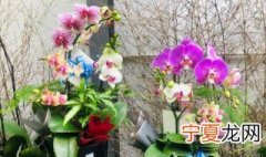 蝴蝶兰多长时间浇一次水 蝴蝶兰浇一次水的时间