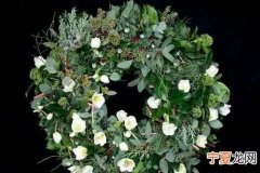 如何手绘月亮果子，植物 红色的小果子