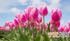 郁金香开花的时间 郁金香的花期是几月份