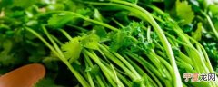 香菜容易烂怎么保存不发霉 香菜保存方法分享