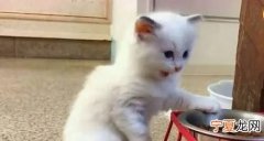 猫咪一个月吃多少猫粮，一只猫一个月吃多少猫粮多少钱