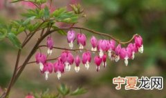 像灯笼花一样的植物叫什么 花像灯笼粉红色的植物是什么植物