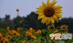 向日葵播种时间 向日葵什么时候播种