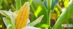 玉米怎样挑甜的 玉米如何挑甜的