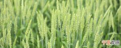 小麦花什么季节开放 小麦花哪个季节开放呢