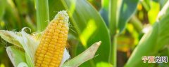 生的玉米怎么能保存时间长 生玉米的保存方法