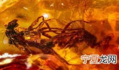 自己如何做琥珀 做琥珀方法
