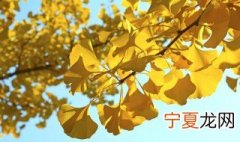 镇宅树有哪些 那些树是镇宅树