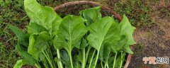菠菜怎样挑甜的好吃点 如何挑选菠菜