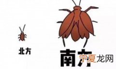 南方蟑螂和北方蟑螂大小对比 南方蟑螂和北方蟑螂大小差别