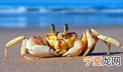 怎样处理螃蟹 处理螃蟹的方法