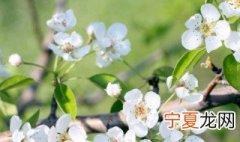 关于春季梨树修剪方法 关于春季梨树修剪方法有哪些