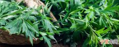 新鲜艾叶草存放方法 新鲜艾叶草如何存放更好