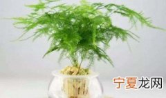 云竹叶子发黄怎么处理 应该这样补救云竹
