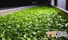 电热萎凋槽使用方法 萎凋槽工作原理介绍